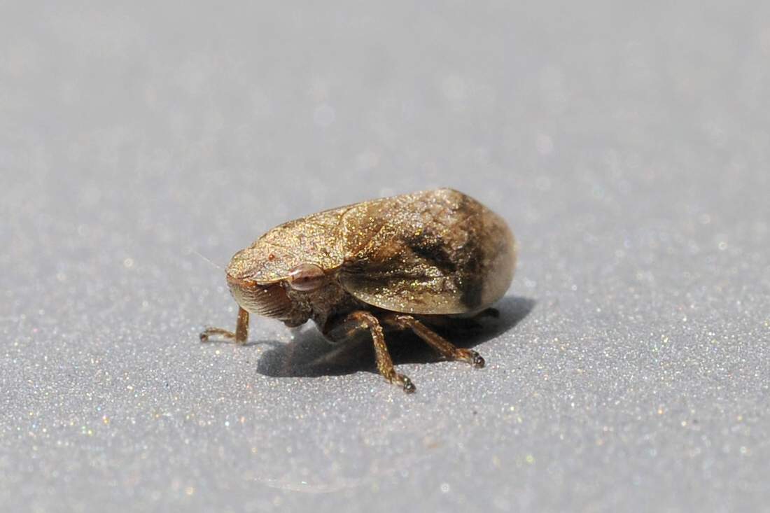 Cicalina da ID - Aphrophoridae