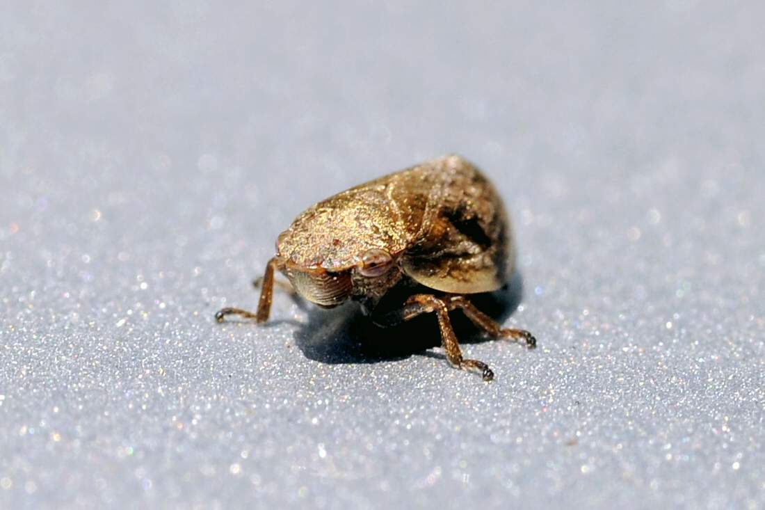 Cicalina da ID - Aphrophoridae