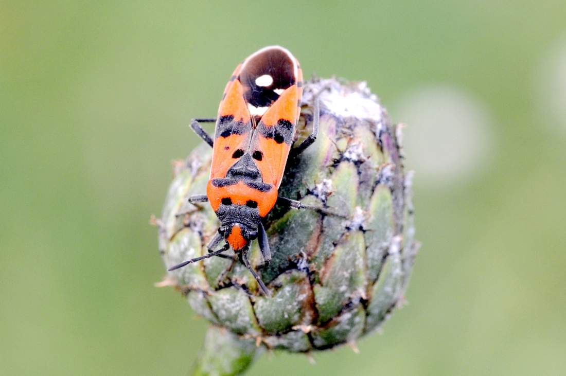 Lygaeidae: Lygaeus equestris & simulans da discutere