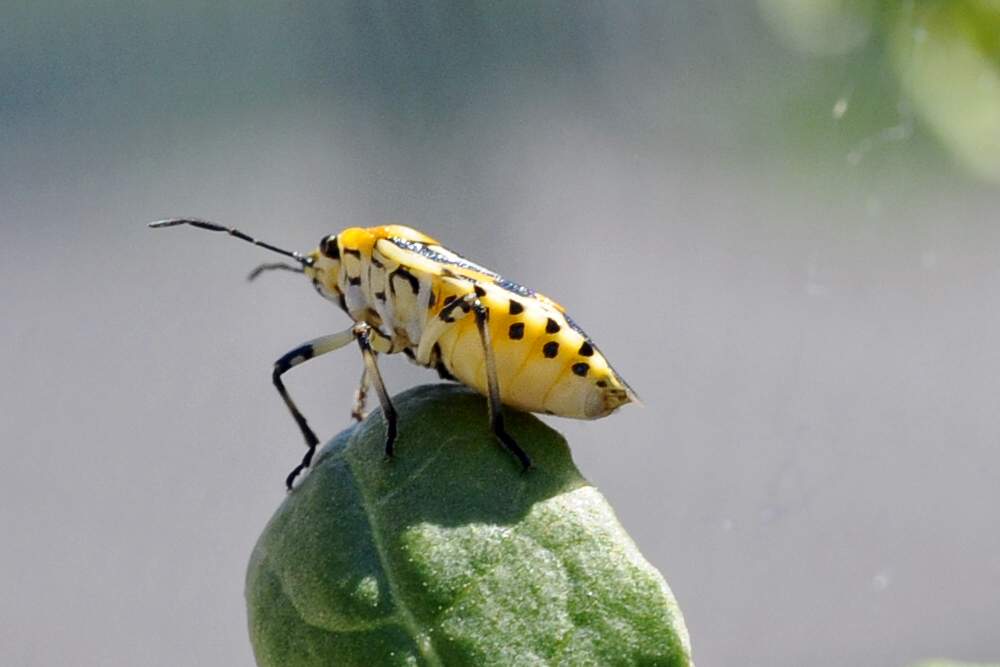 Pentatomidae: Eurydema ornata del Veneto (TV)