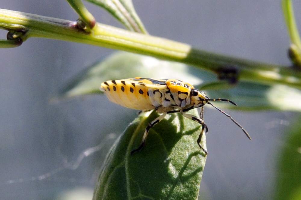 Pentatomidae: Eurydema ornata del Veneto (TV)