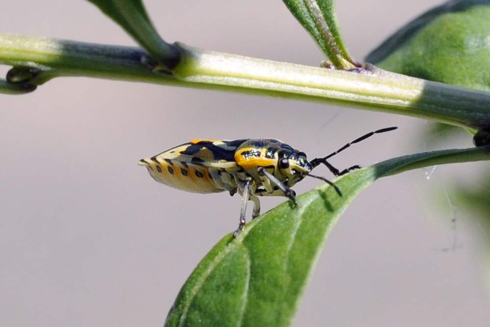 Pentatomidae: Eurydema ornata del Veneto (TV)