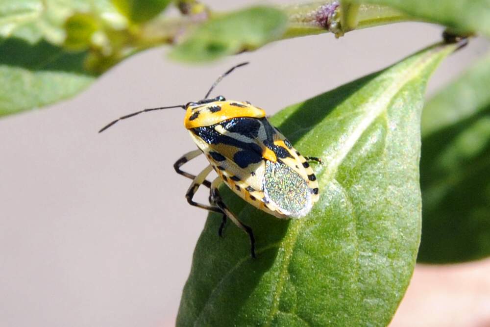 Pentatomidae: Eurydema ornata del Veneto (TV)