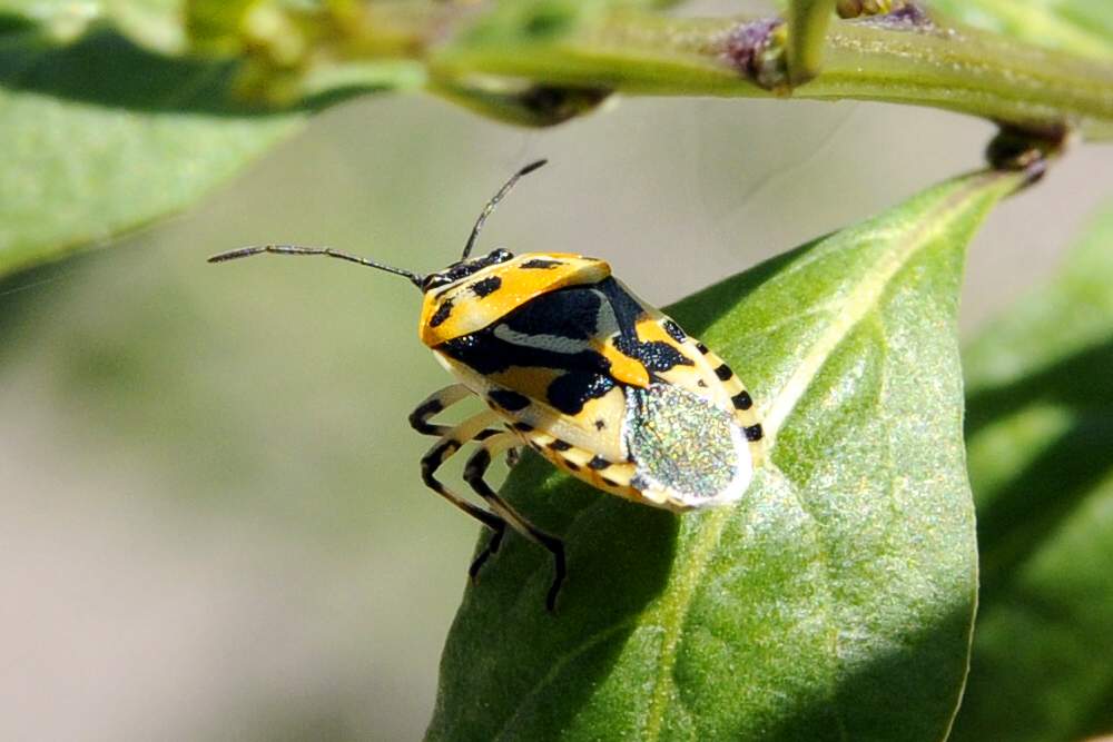 Pentatomidae: Eurydema ornata del Veneto (TV)