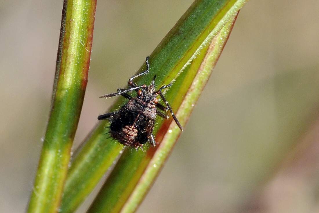 Ninfa di Rhopalidae; probabile Rhopalus sp.