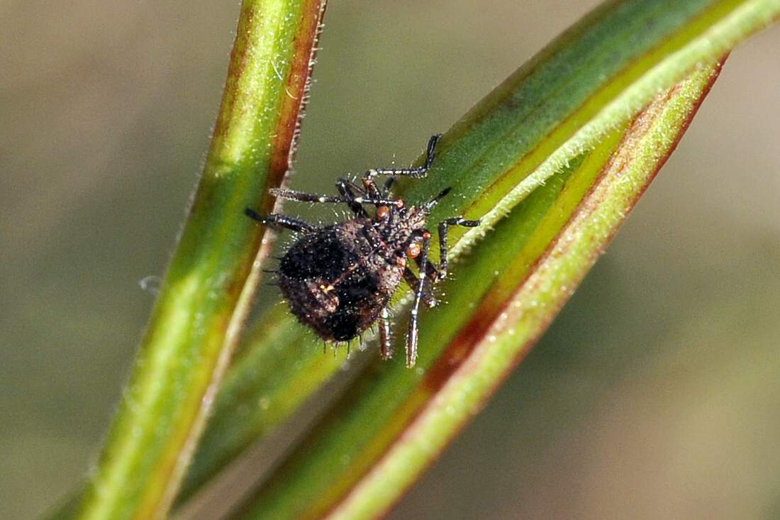 Ninfa di Rhopalidae; probabile Rhopalus sp.