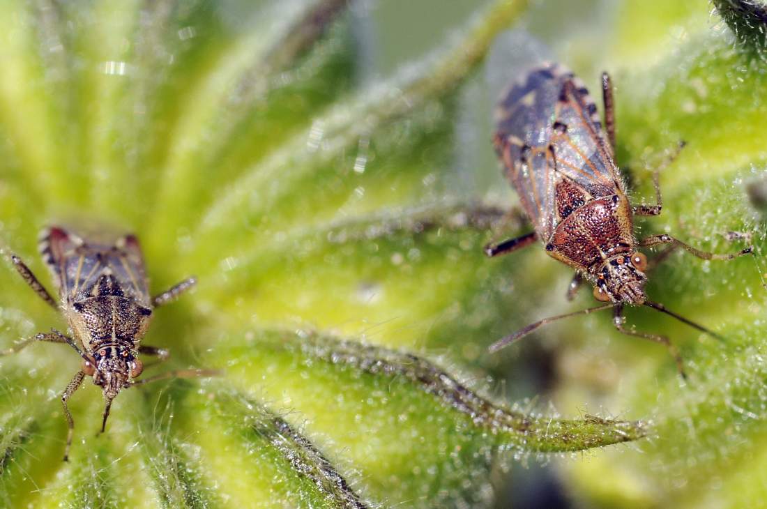 Rhopalidae:  Liorhyssus hyalinus