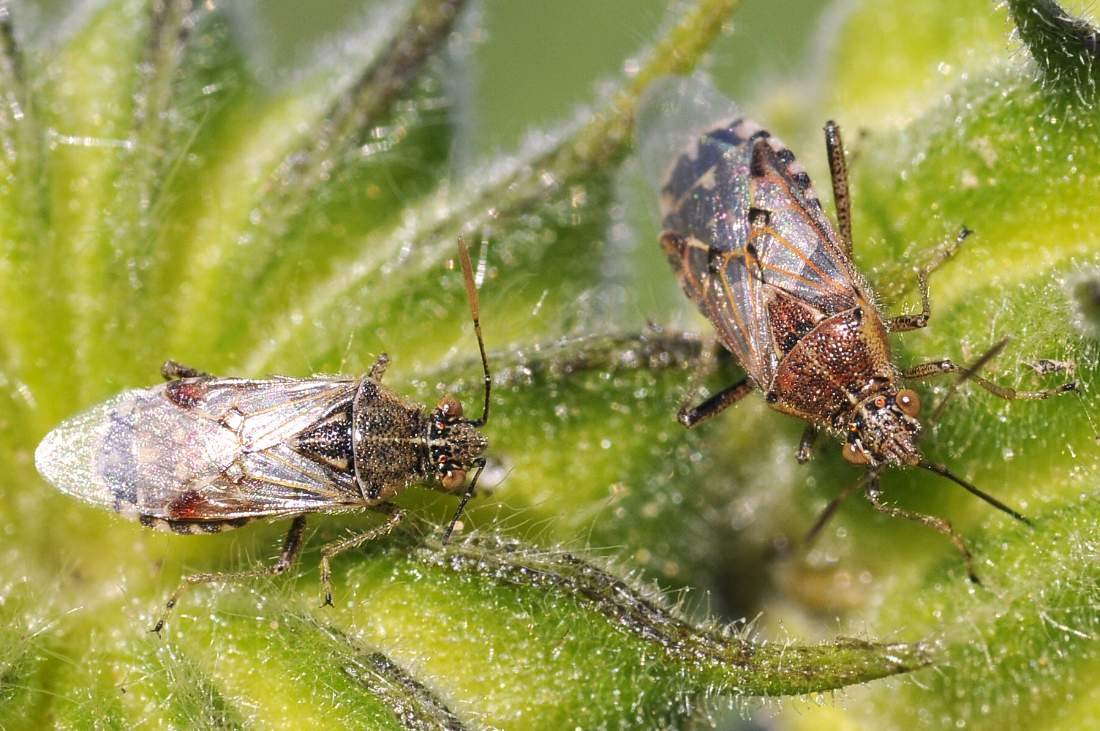 Rhopalidae:  Liorhyssus hyalinus