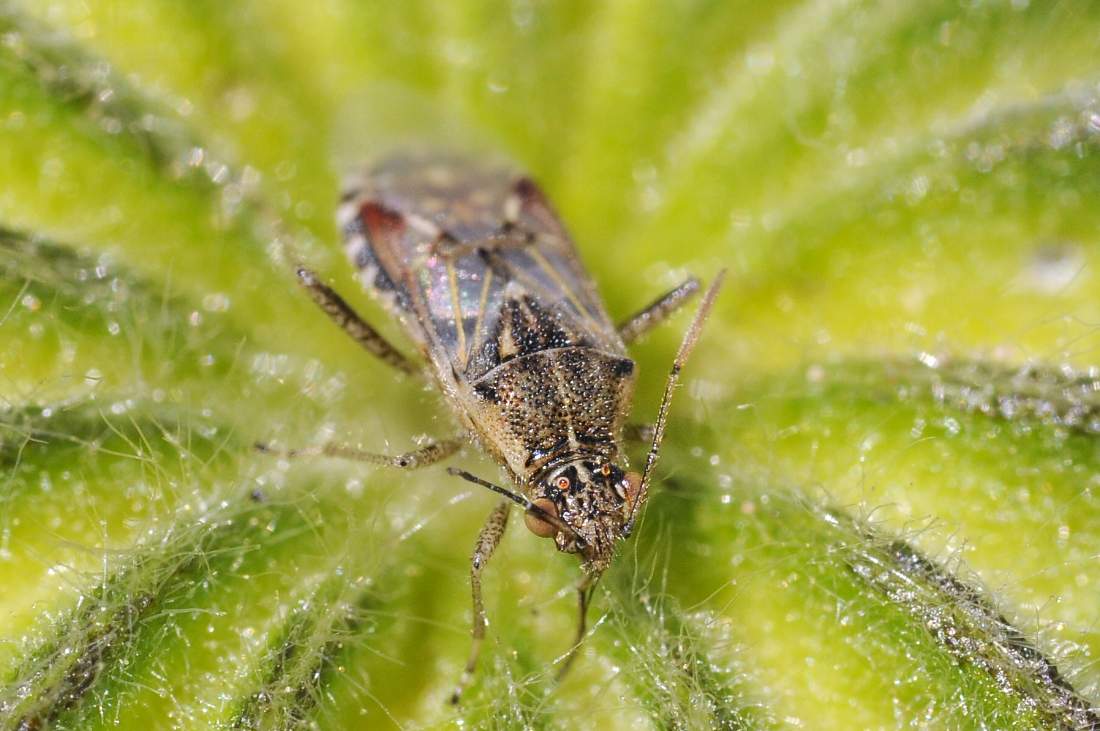 Rhopalidae:  Liorhyssus hyalinus