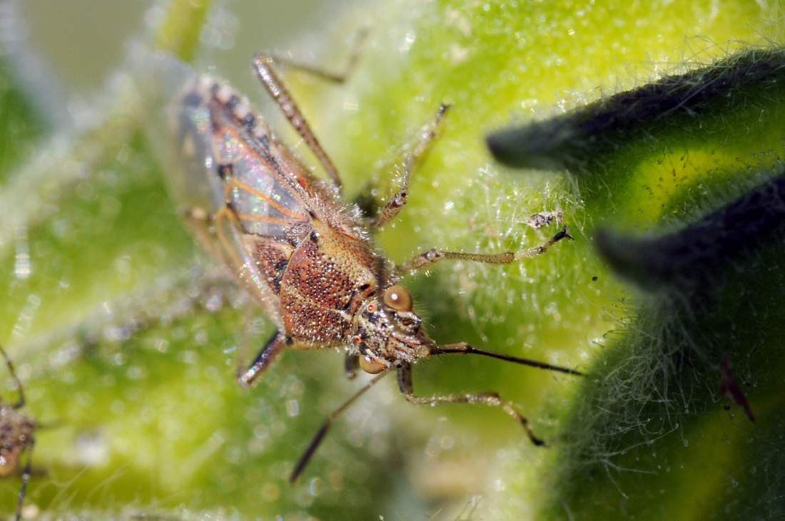 Rhopalidae:  Liorhyssus hyalinus