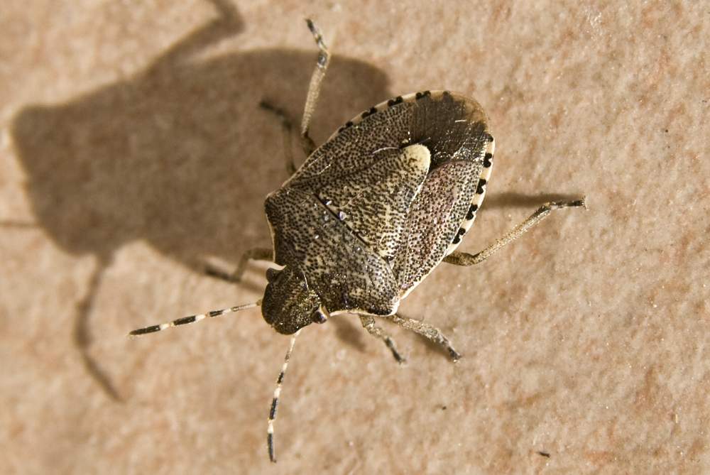 Pentatomidae: Holcostethus albipes del Veneto (TV)