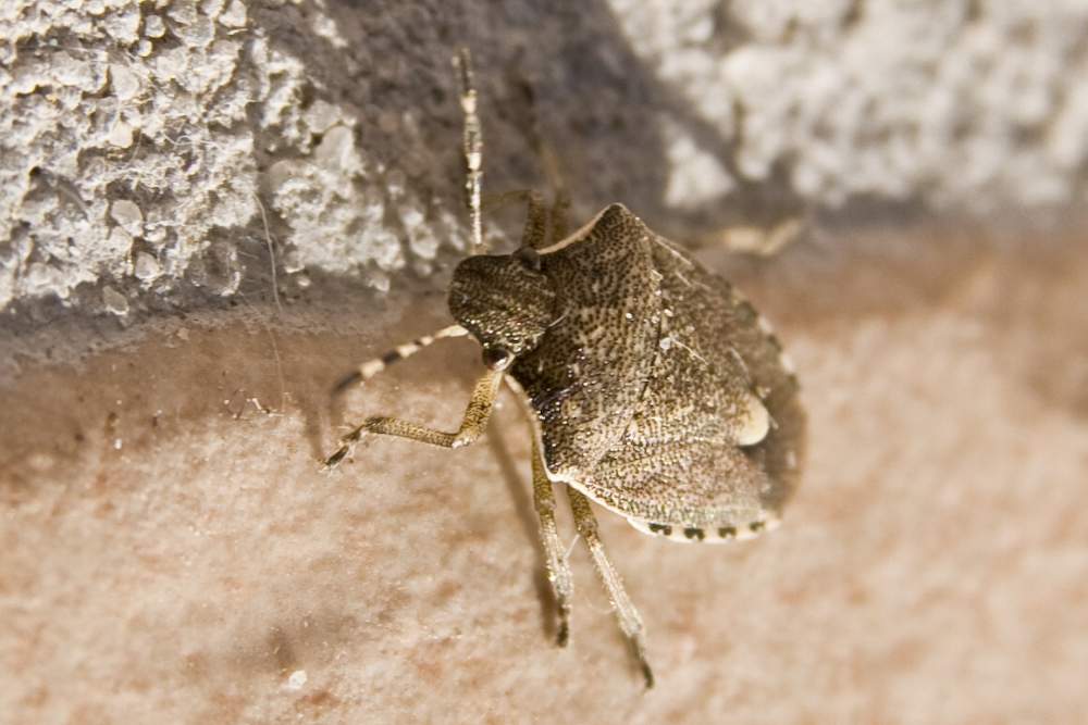 Pentatomidae: Holcostethus albipes del Veneto (TV)