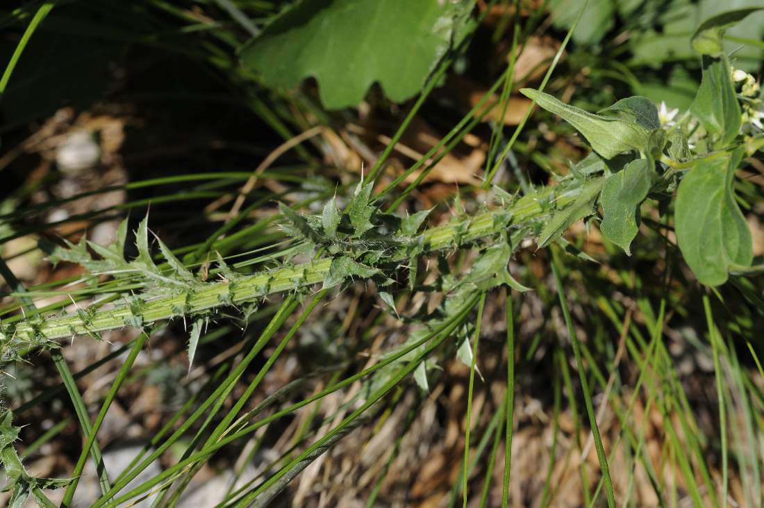 Carduus nutans