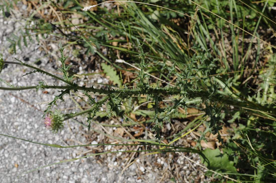Carduus nutans