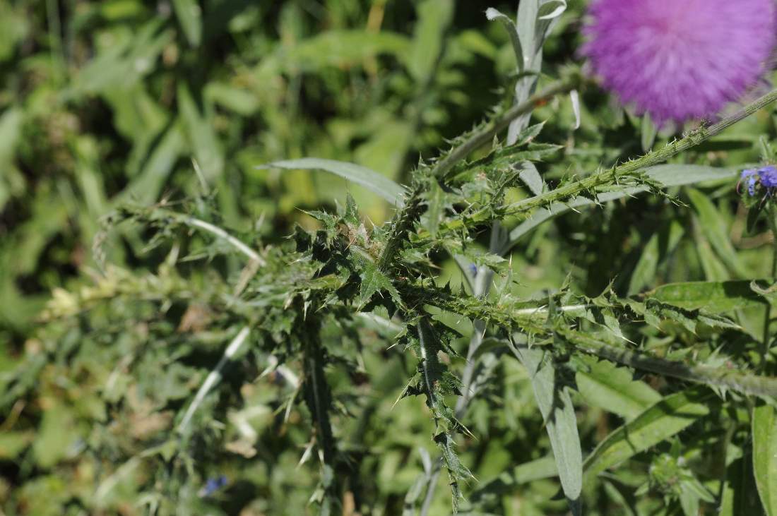 Carduus nutans