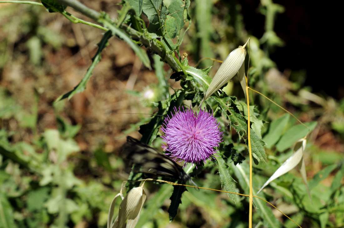 Carduus nutans