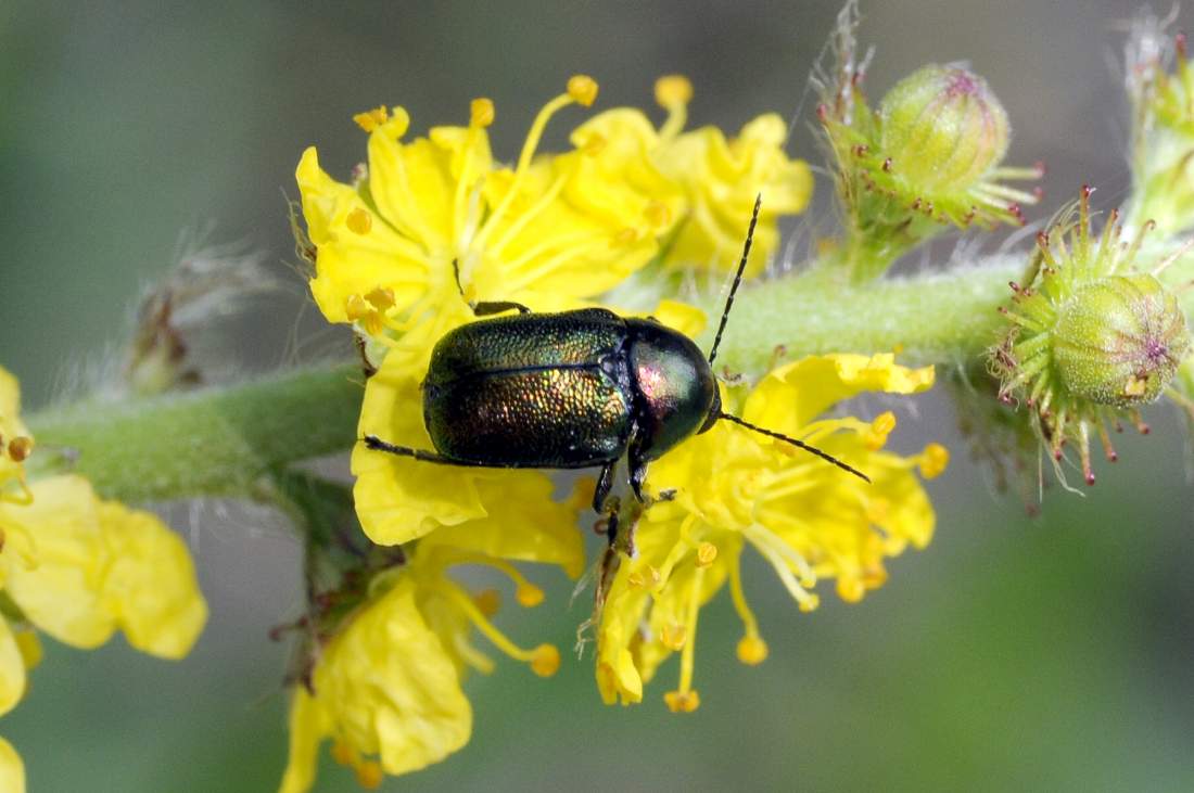 Cryptocephalus sp.