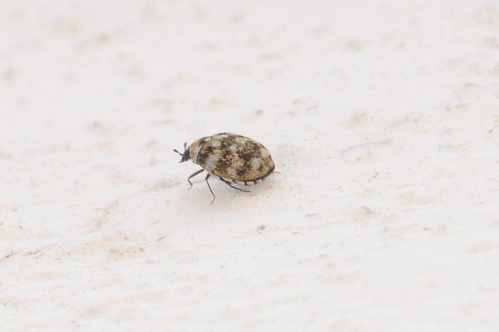 Coleottero da identificare