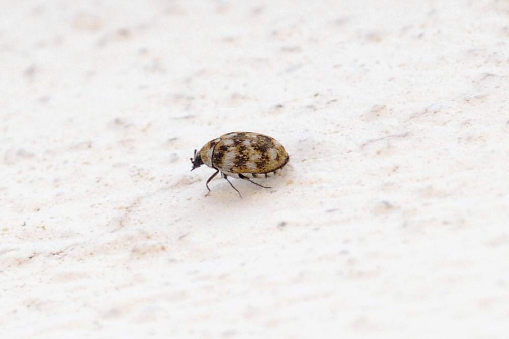 Coleottero da identificare