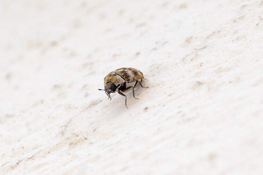 Coleottero da identificare