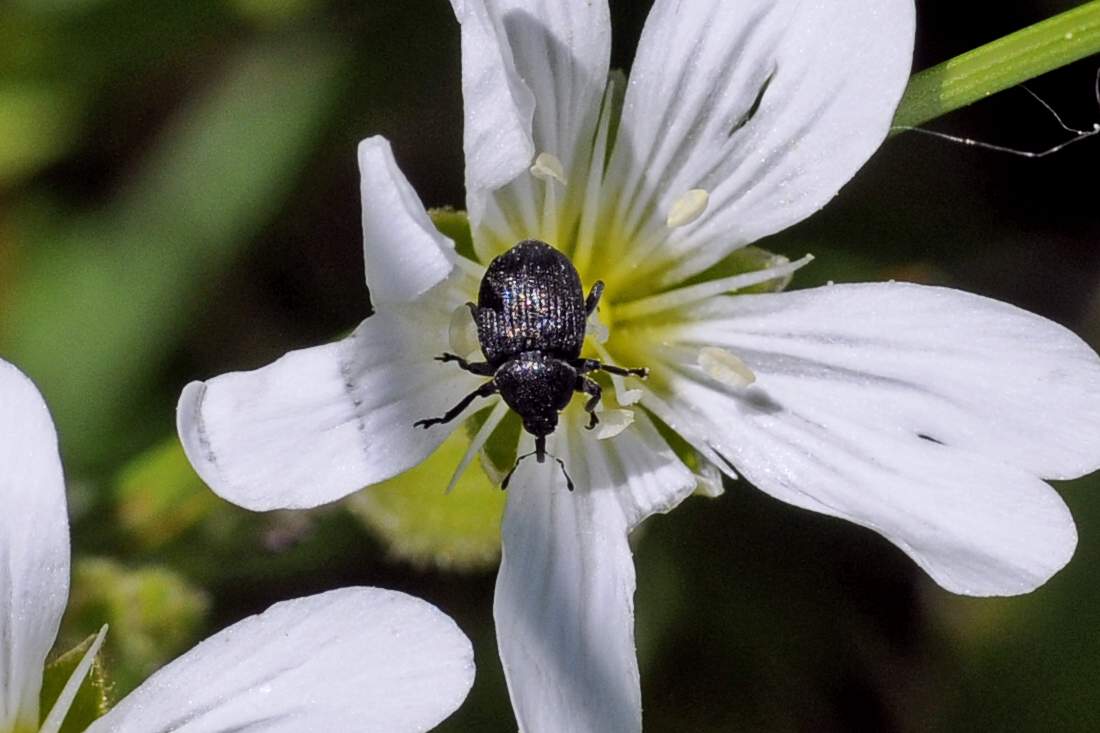 Curculionidae da ID su Cerastium