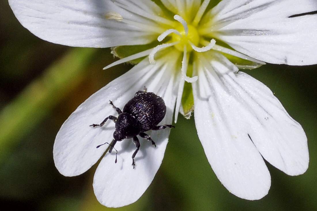 Curculionidae da ID su Cerastium