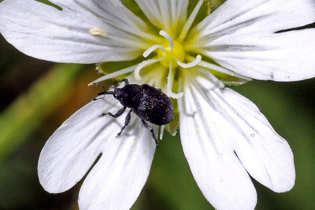 Curculionidae da ID su Cerastium