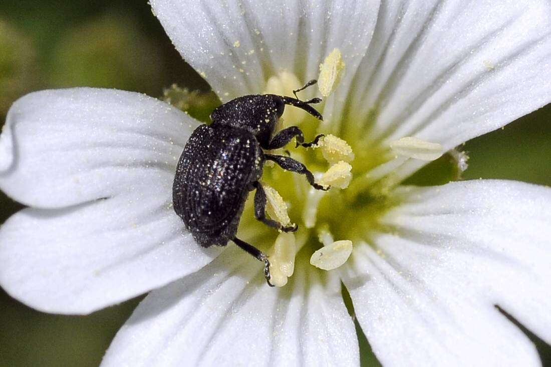 Curculionidae da ID su Cerastium