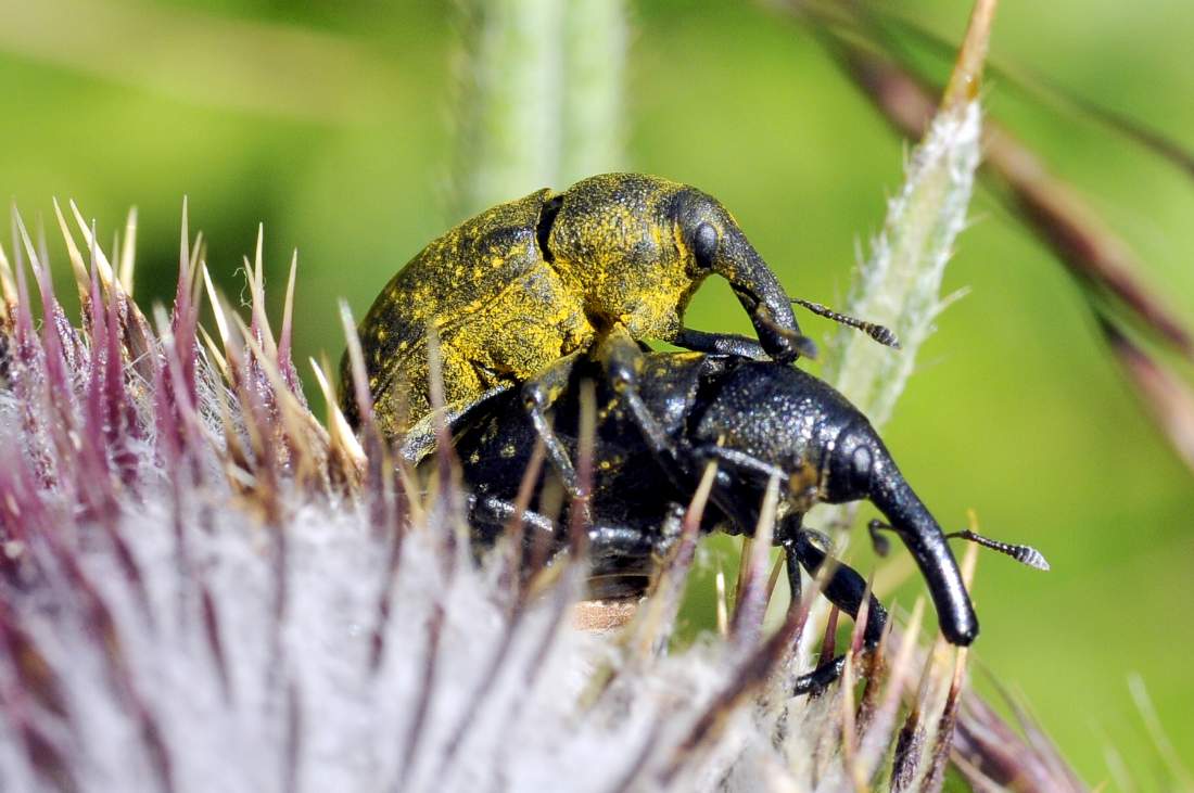 Larinus sturnus (Curculionidae) - Monte Grappa (TV)