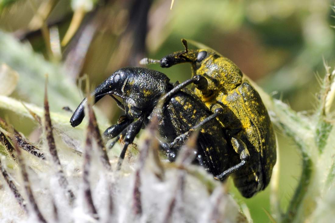 Larinus sturnus (Curculionidae) - Monte Grappa (TV)