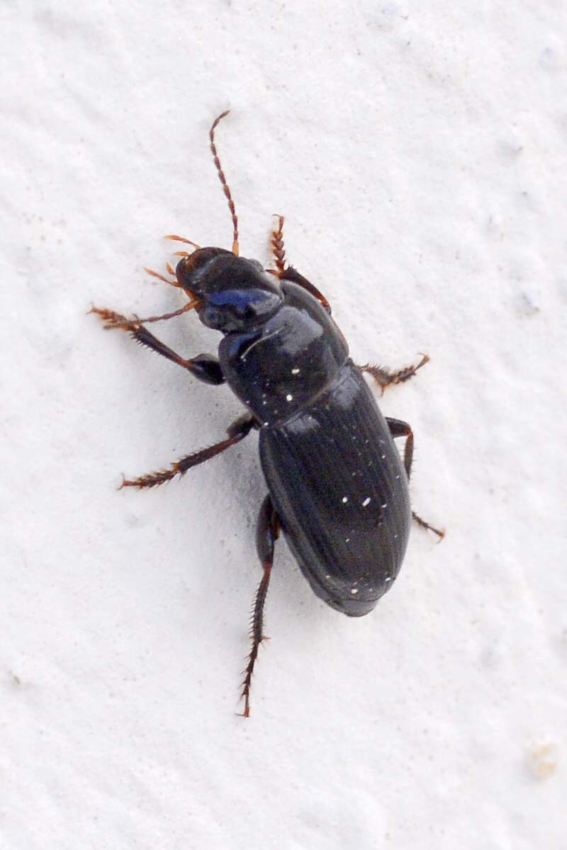 Coleottero da identificare: prob. Harpalus serripes