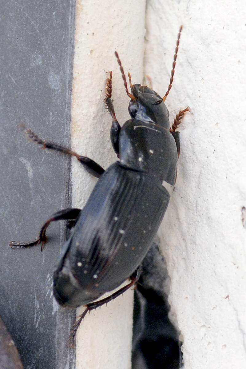 Coleottero da identificare: prob. Harpalus serripes