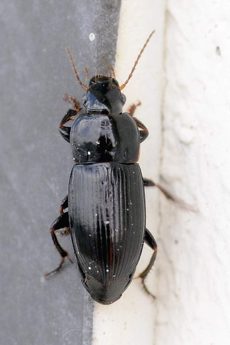 Coleottero da identificare: prob. Harpalus serripes