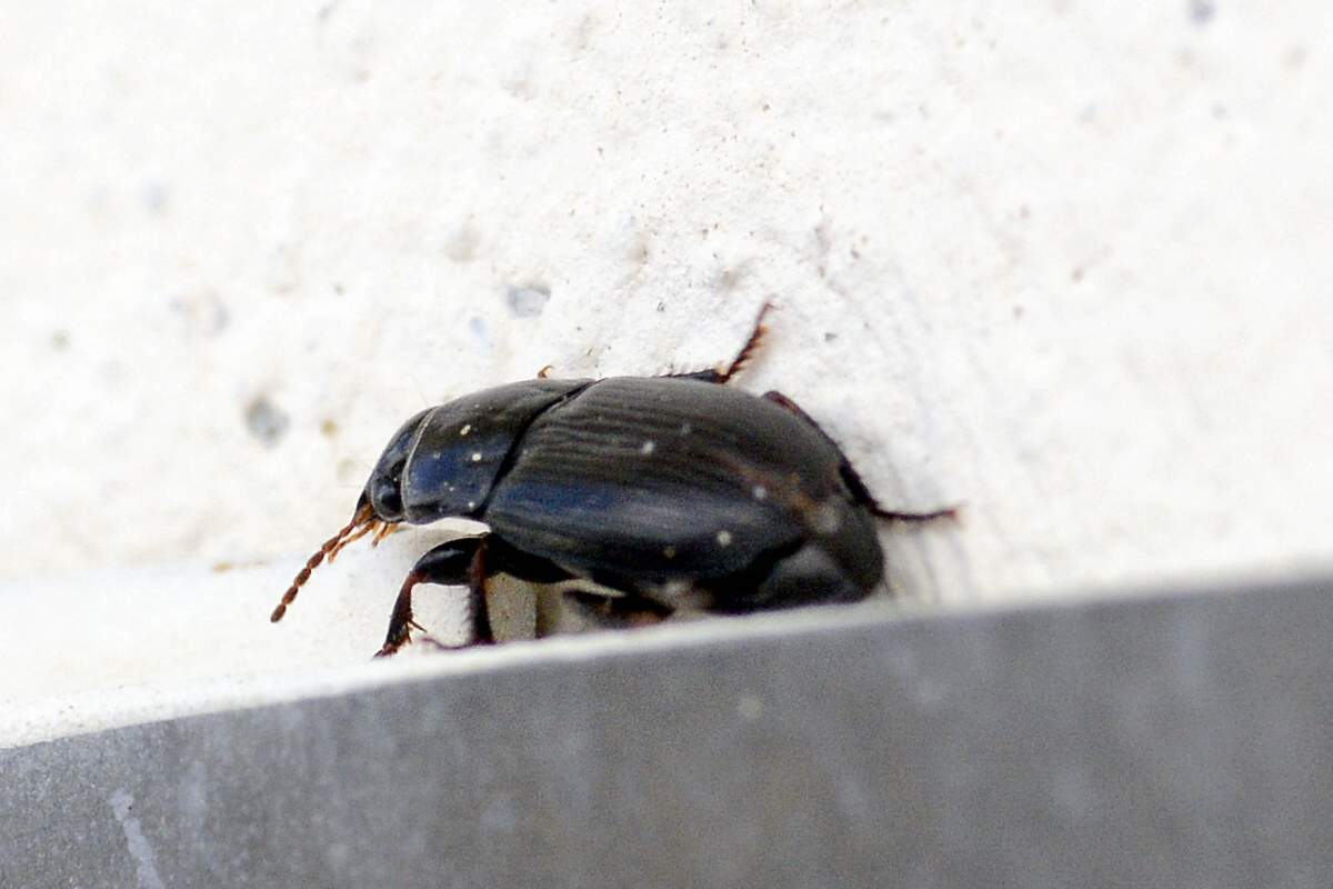 Coleottero da identificare: prob. Harpalus serripes