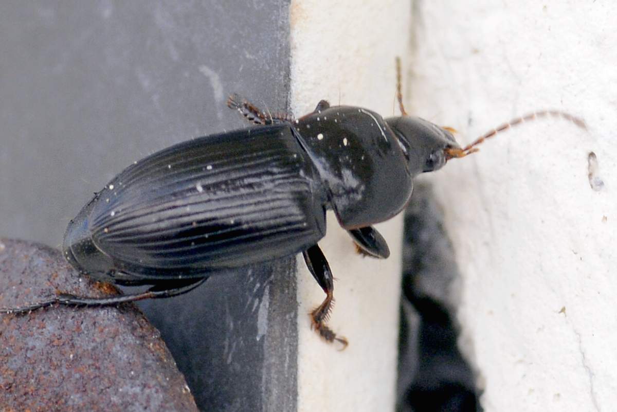 Coleottero da identificare: prob. Harpalus serripes