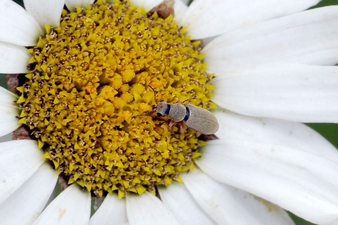 Danacea sp. (Dasytidae)