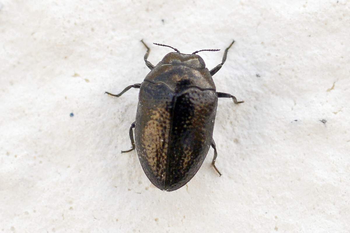 Coleottero da identificare