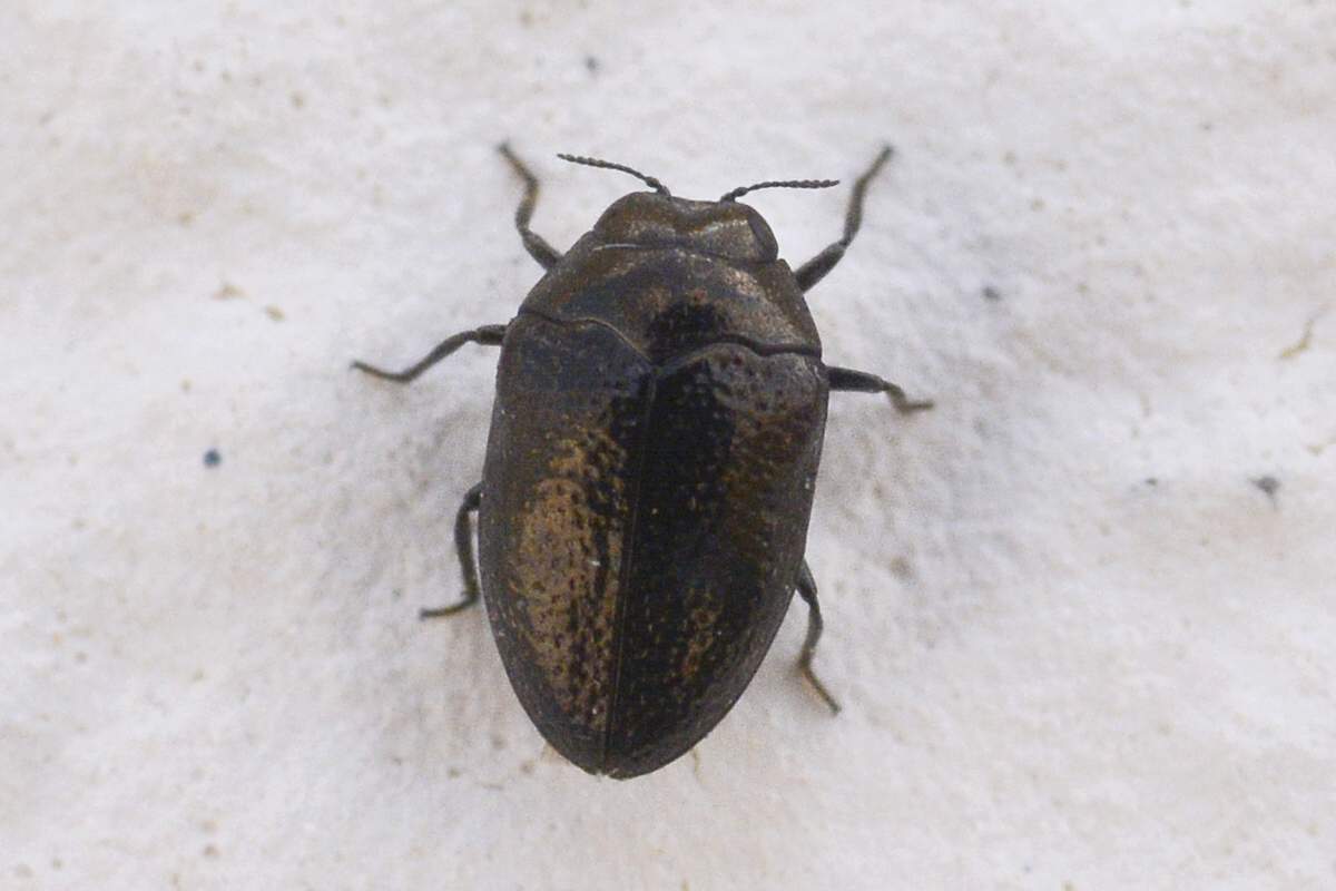 Coleottero da identificare