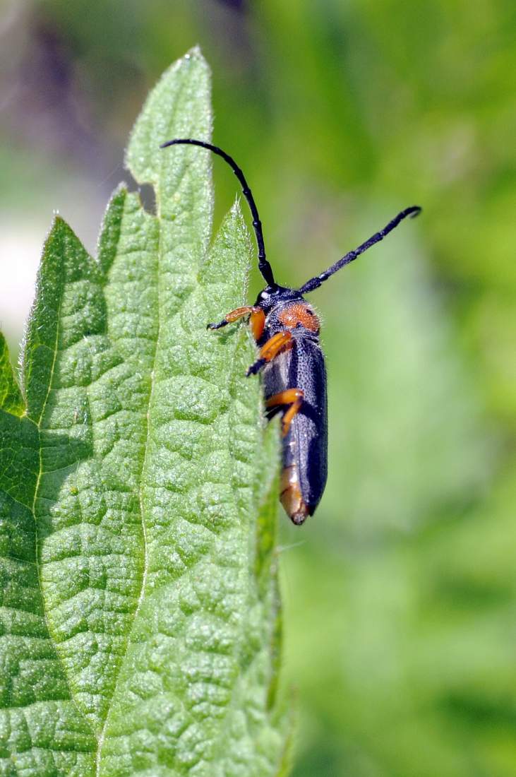 Coleottrero da ID: Musaria affinis affinis