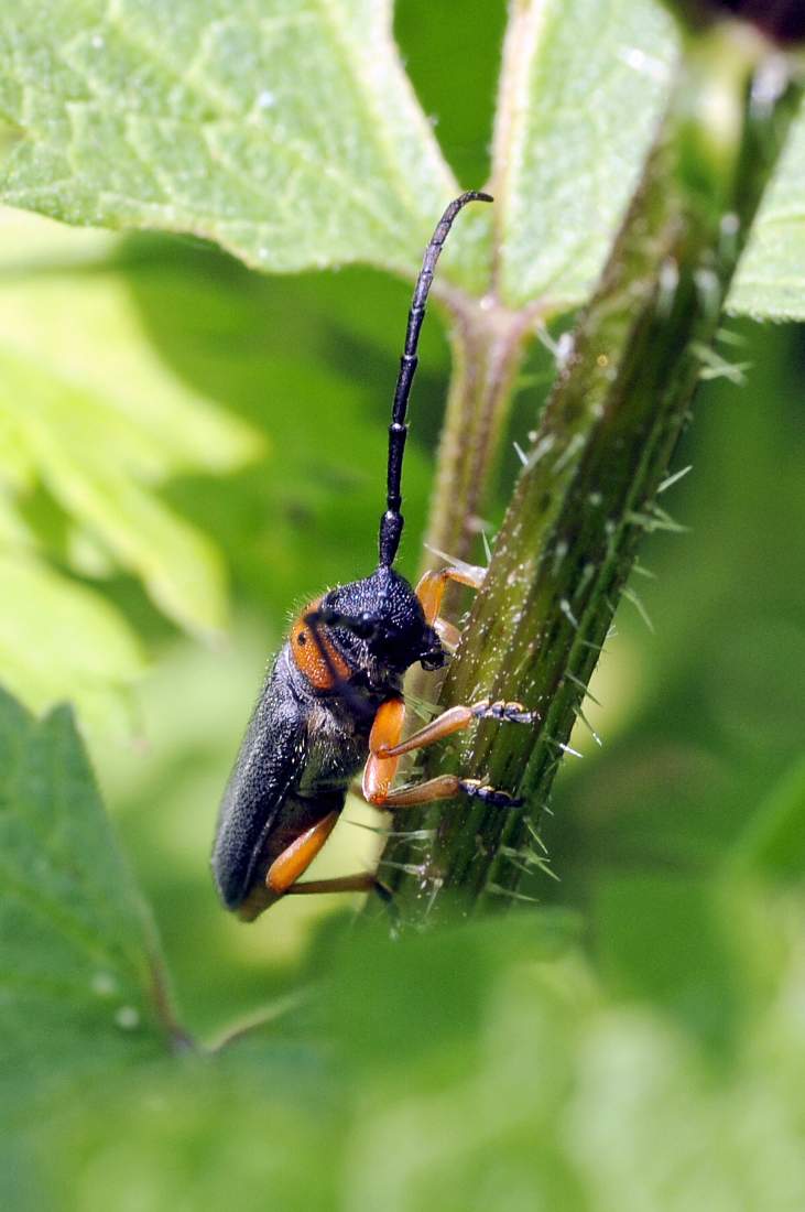 Coleottrero da ID: Musaria affinis affinis