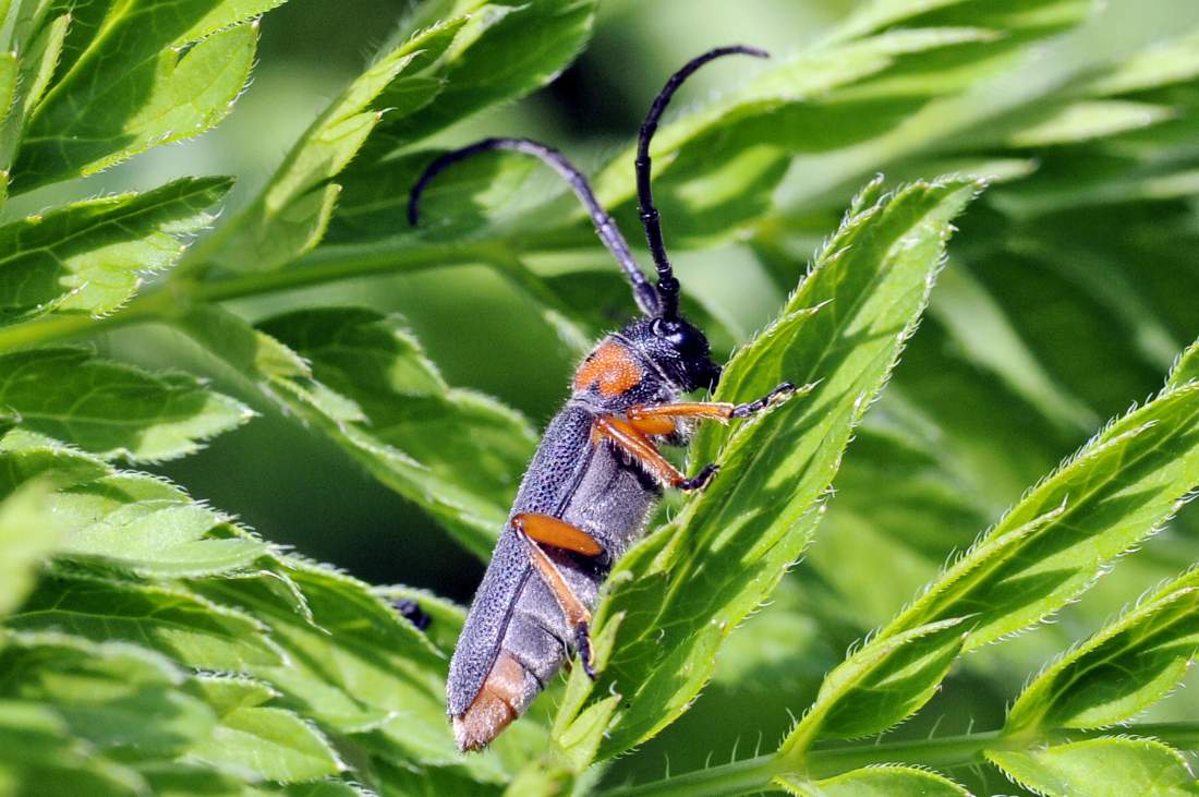 Coleottrero da ID: Musaria affinis affinis