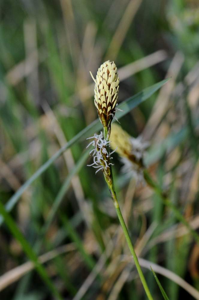 Carex caryophyllea