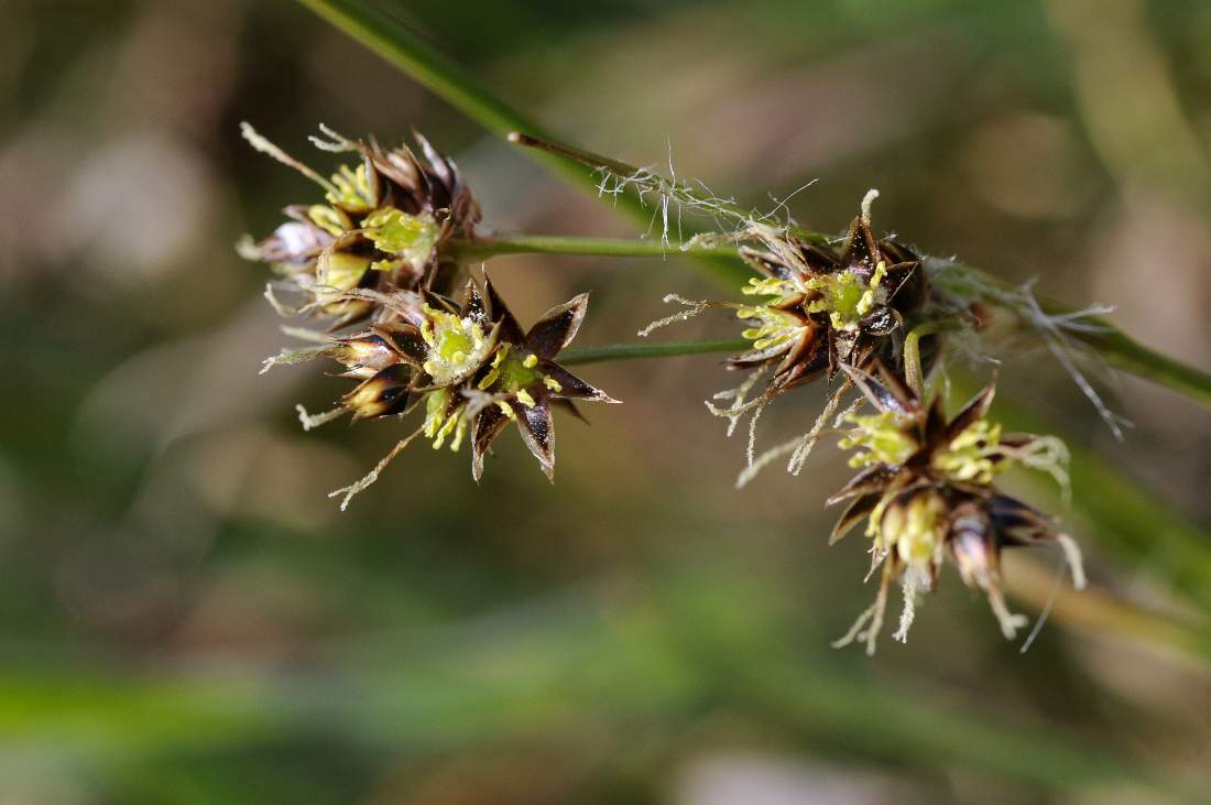 Carex da ID - Luzula sp.