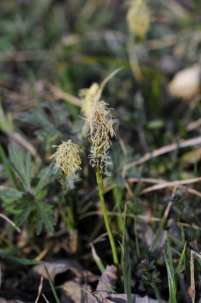 Carex caryophyllea