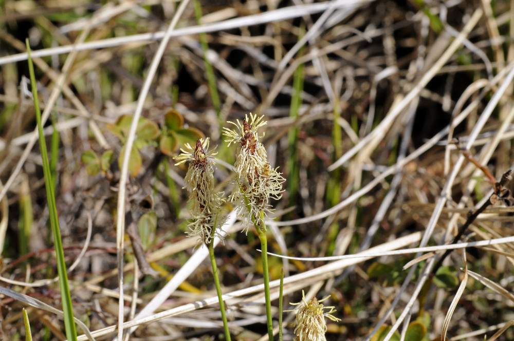 Carex caryophyllea