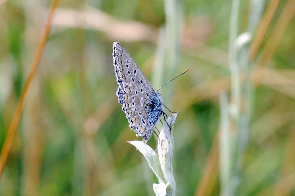 Polyommatus icarus forse