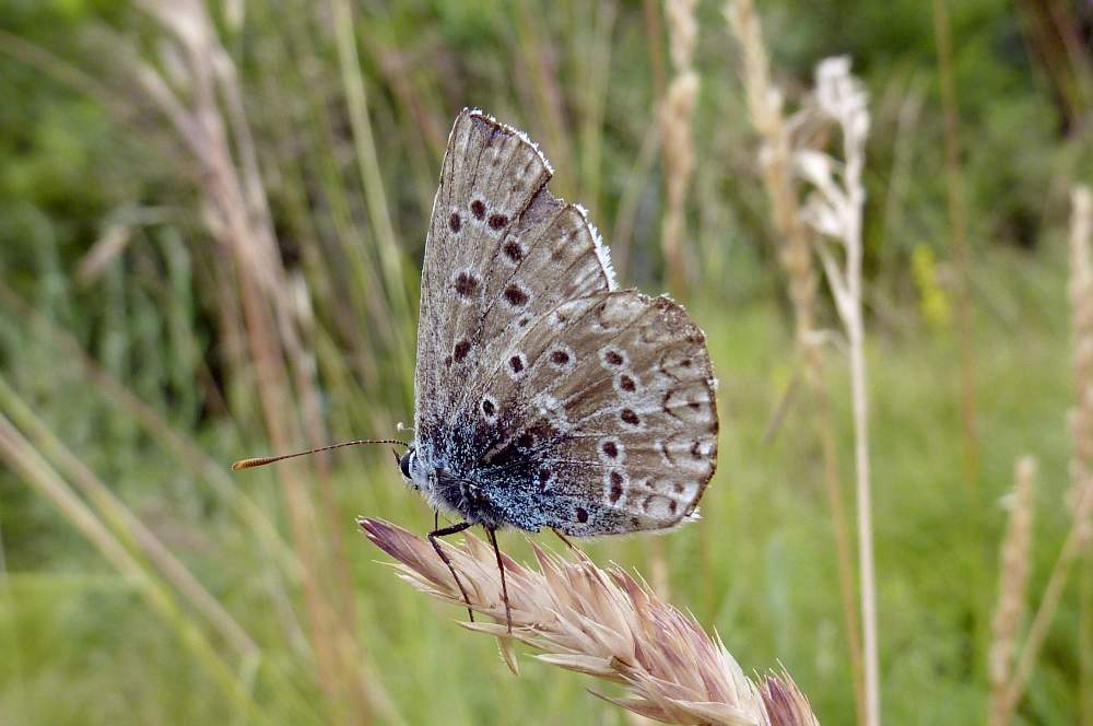 Polyommatus icarus forse