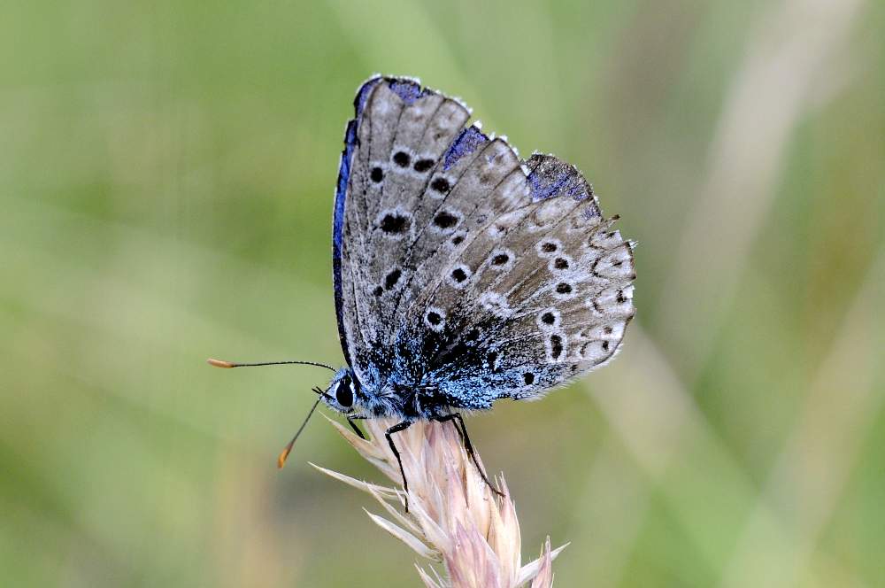 Polyommatus icarus forse