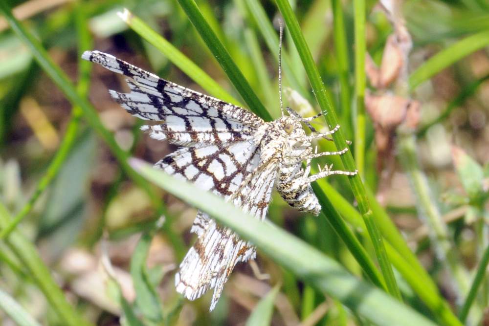 Farfalla da catalogare forse notturna - Chiasmia clathrata