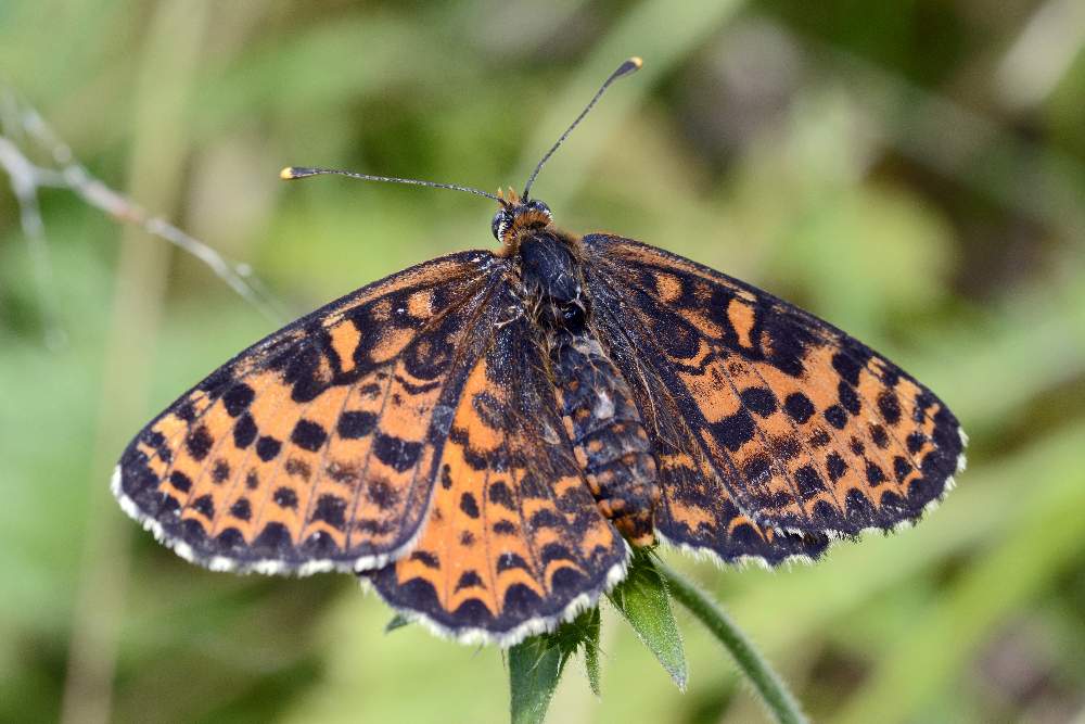 Farfala da ID, forse Melitaea - S, M.didyma